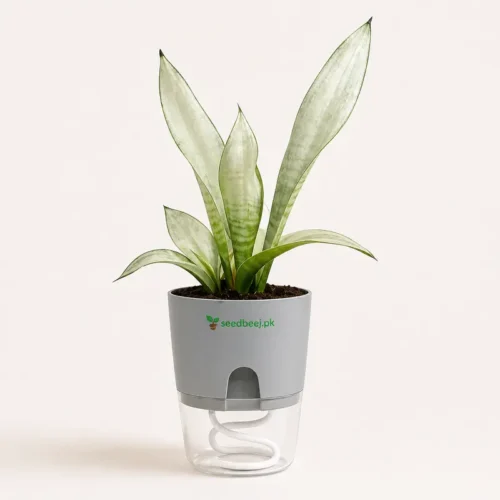 Sansevieria plant in modern white planter indoor decor