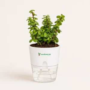 Buy jade plant online Pakistan in self watering planter low maintenance indoor succulent plant