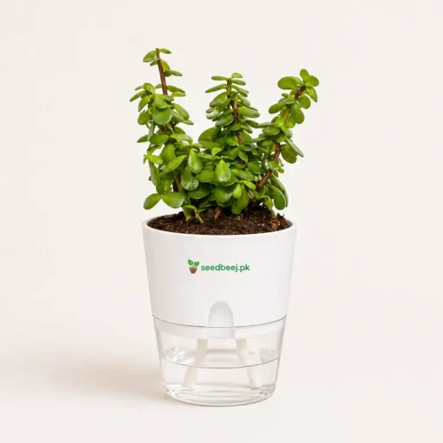 Buy jade plant online Pakistan in self watering planter low maintenance indoor succulent plant
