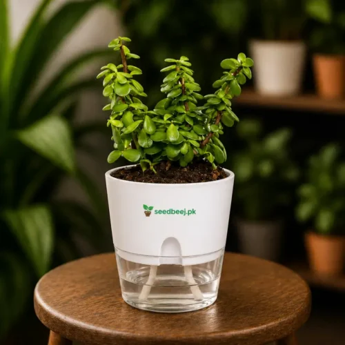 Jade Plant in Self Watering Pot | Buy in Pakistan
