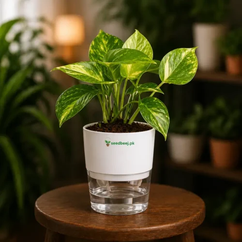 Money plant indoor pothos in self watering pot planted in cocopeat soil