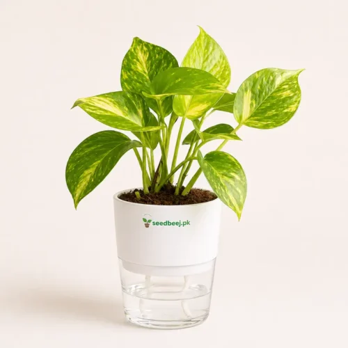 Indoor pothos money plant in white self watering planter cocopeat growing medium