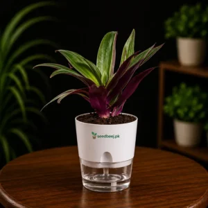 Rhoeo plant with purple green leaves in self watering pot planted in cocopeat soil