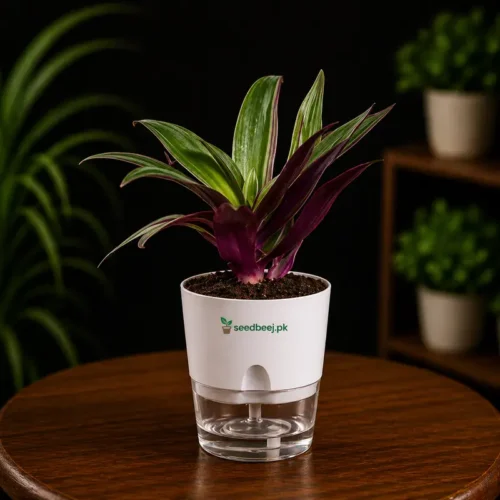 Rhoeo plant with purple green leaves in self watering pot planted in cocopeat soil