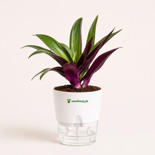 Oyster plant Rhoeo in white self watering planter cocopeat soil indoor decorative plant