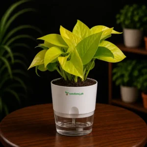 Neon money plant golden pothos in self watering pot planted in cocopeat soil
