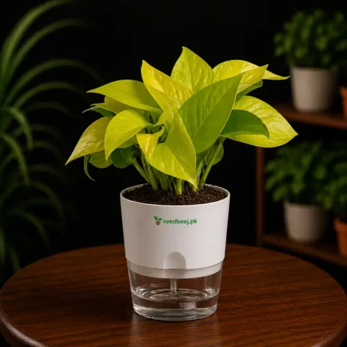 Neon money plant golden pothos in self watering pot planted in cocopeat soil
