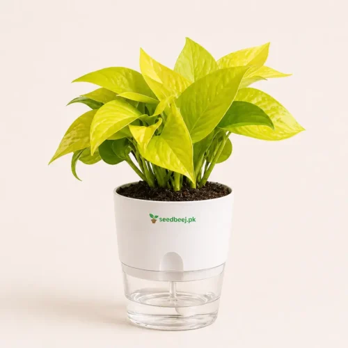 Buy Golden pothos neon money plant in white self watering planter in Pakistan