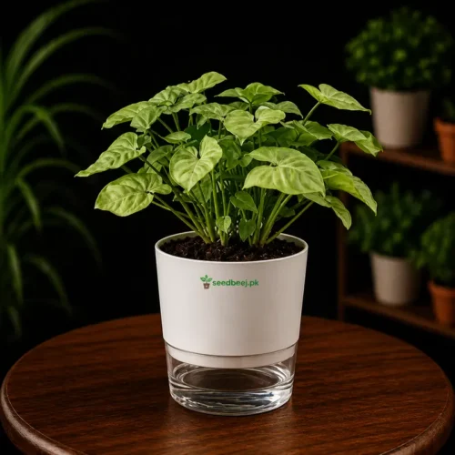 syngonium pink with self watering pot indoor plant