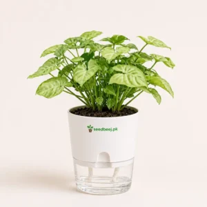 Miniature White Syngonium with Self Watering Pot – Compact Indoor Desk Plant