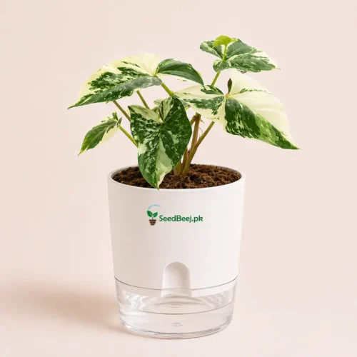 Albo variegated syngonium indoor plant rare white green foliage houseplant Pakistan