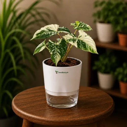 Albo Variegated Syngonium | Marble Syngonium with Self Watering Pot