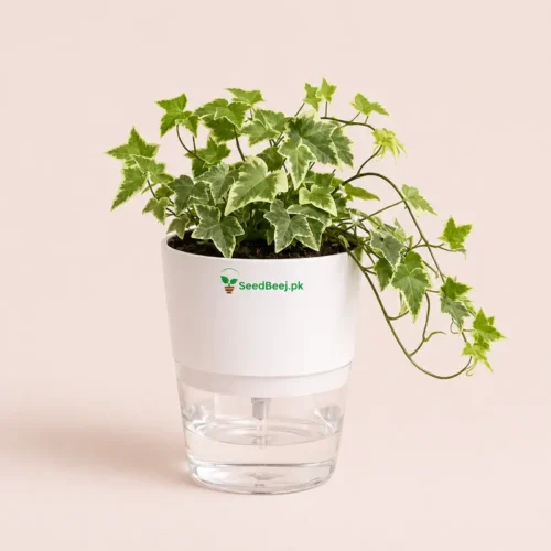 Buy English Ivy Glacier indoor plant In pakistan