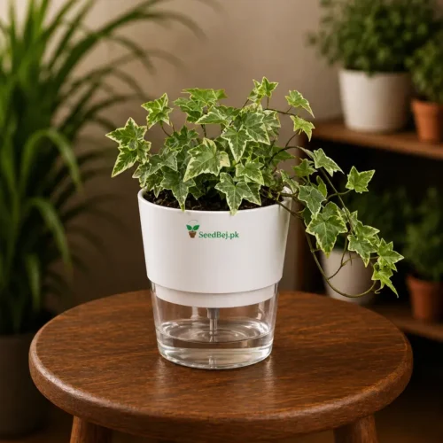 English ivy glacier variegated plant in self watering pot planted in cocopeat soil