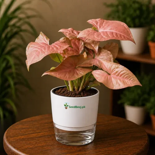 syngonium pink with self watering pot indoor plant