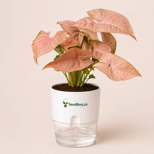 Pink syngonium indoor plant in self watering pot decorative houseplant Pakistan