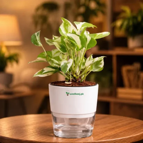 money plant n joy with self watering pot