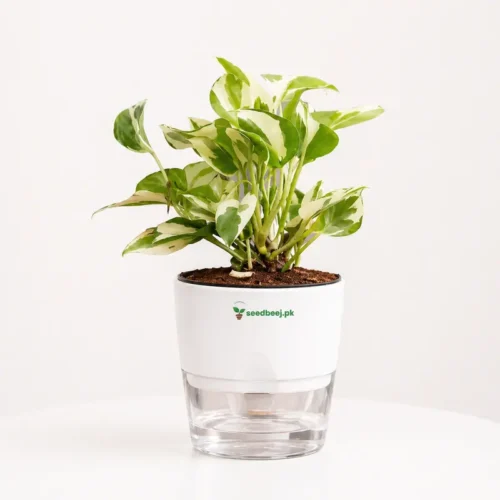 Money Plant N Joy in self watering pot indoor plant