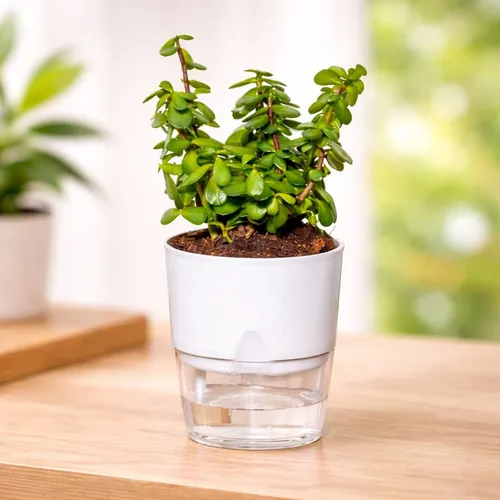 Jade Plant in Self Watering Pot | Buy in Pakistan