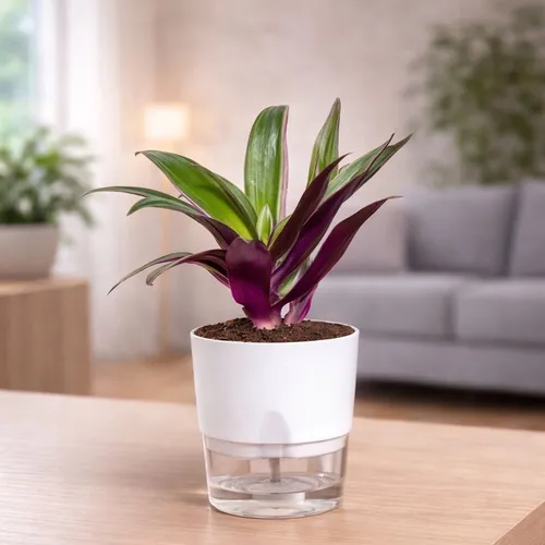 Rhoeo plant with purple green leaves in self watering pot planted in cocopeat soil