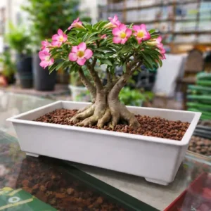 Bonsai pots at best prices in Pakistan