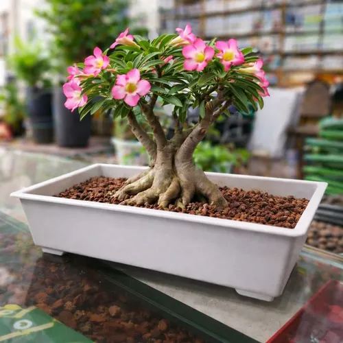Bonsai pots at best prices in Pakistan