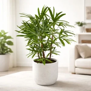 lady palm plant indoor bamboo palm in pot