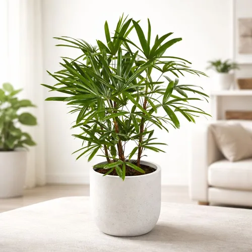 lady palm plant indoor bamboo palm in pot