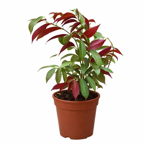 excoecaria cochinchinensis plant red leaf foliage in pot