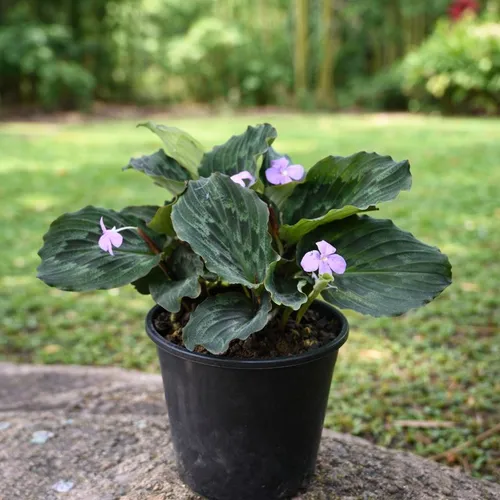 Kaempferia Elegans Plant – Rare Shade Loving Ornamental Foliage