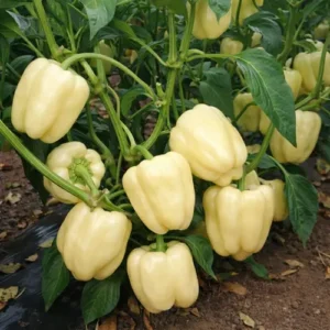 white bell pepper capsicum plant growing