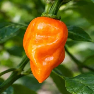 habanero orange chilli pepper plant growing