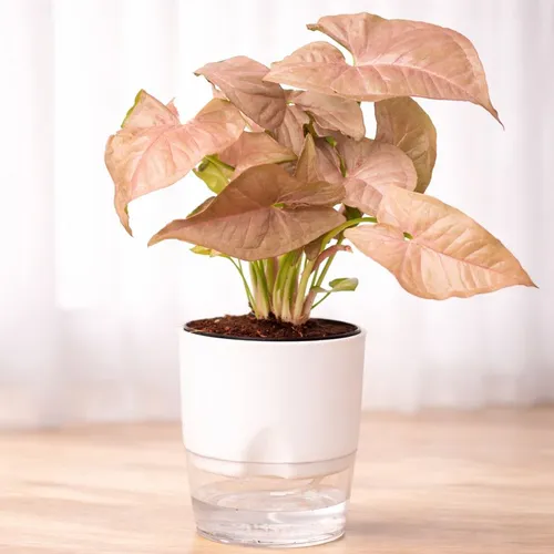 syngonium pink with self watering pot indoor plant
