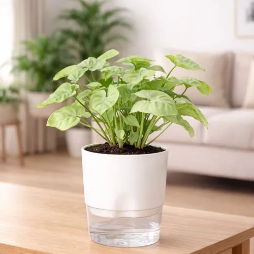 syngonium pink with self watering pot indoor plant