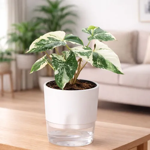 Albo Variegated Syngonium | Marble Syngonium with Self Watering Pot