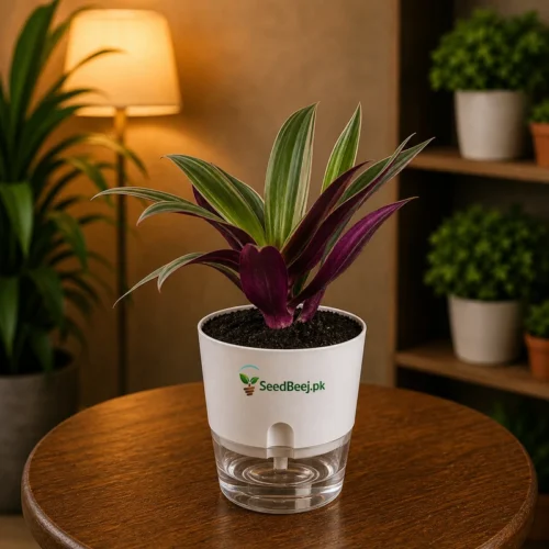 Rhoeo plant with purple green leaves in self watering pot planted in cocopeat soil
