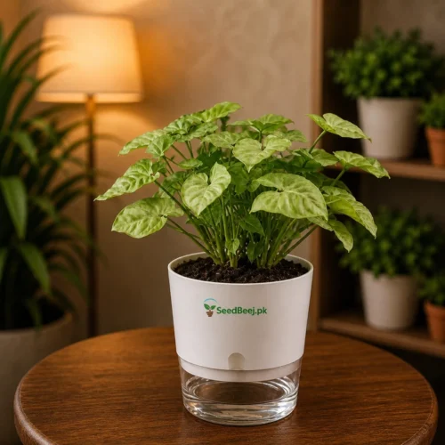 syngonium pink with self watering pot indoor plant