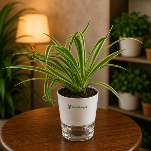 spider plant in self watering pot