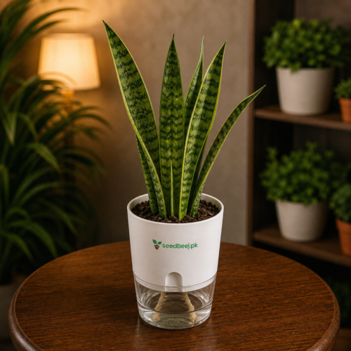 Sansevieria green snake plant with self watering pot planted in cocopeat soil