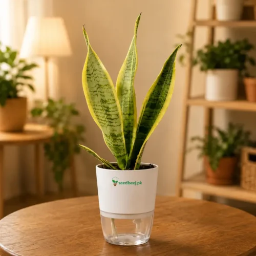 Golden Snake Plant Sansevieria trifasciata in self watering pot