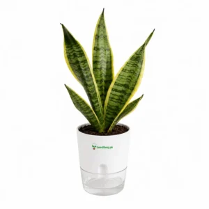 Golden snake plant Sansevieria trifasciata in self watering pot planted in cocopeat soil