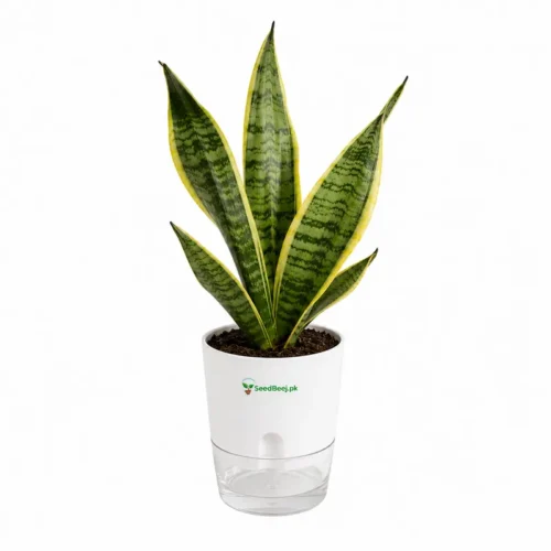 Golden snake plant Sansevieria trifasciata in self watering pot planted in cocopeat soil