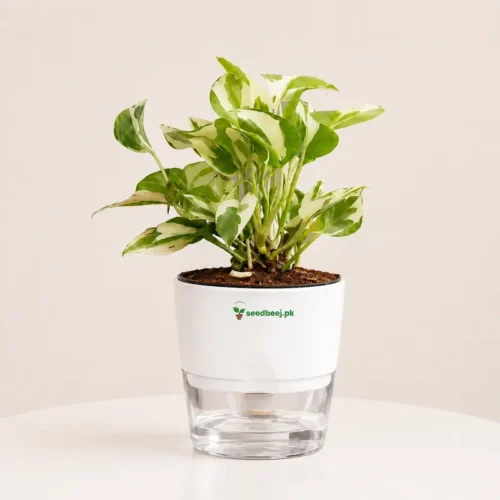 Money Plant N Joy in self watering pot indoor plant