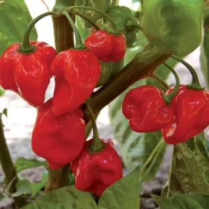 Habanero Red Hot Chilli Seeds