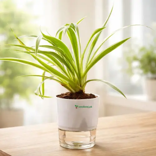 spider plant in self watering pot