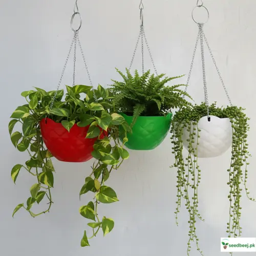 Best hanging Planters in Pakistan at best prices