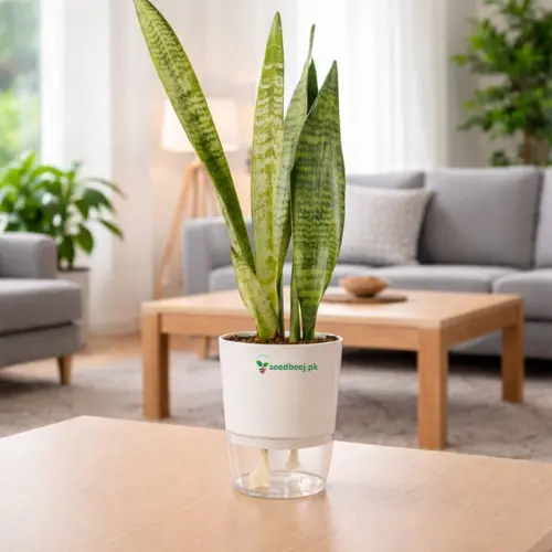 Sansevieria green snake plant with self watering pot planted in cocopeat soil