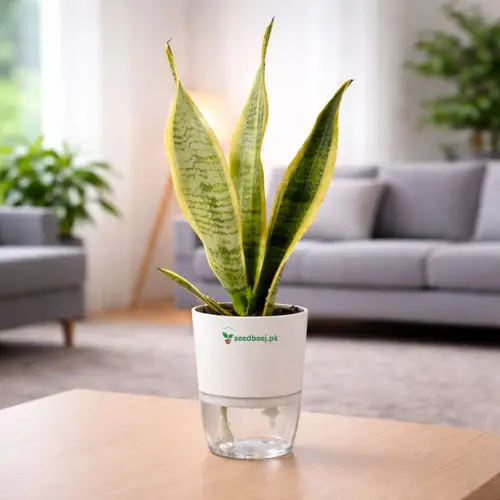 Golden snake plant Sansevieria trifasciata in self watering pot planted in cocopeat soil