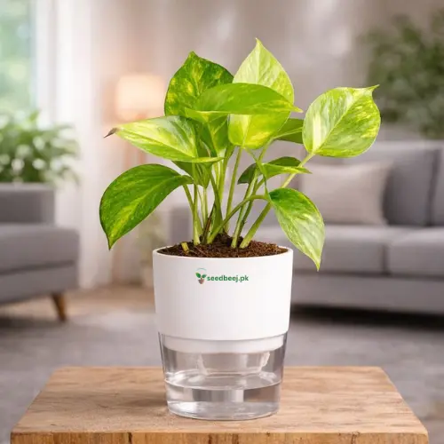 Money plant indoor pothos in self watering pot planted in cocopeat soil