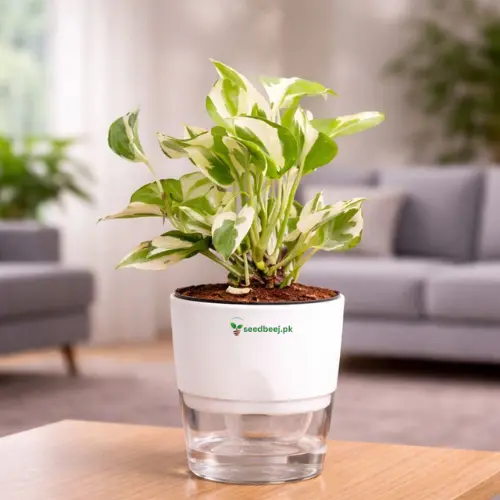 money plant n joy with self watering pot